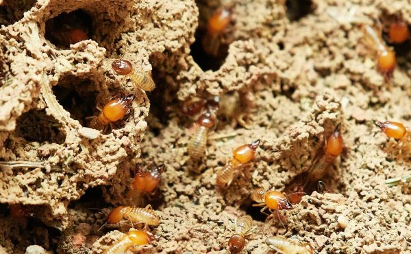termites-3367350_960_720 termites-3367350_960_720