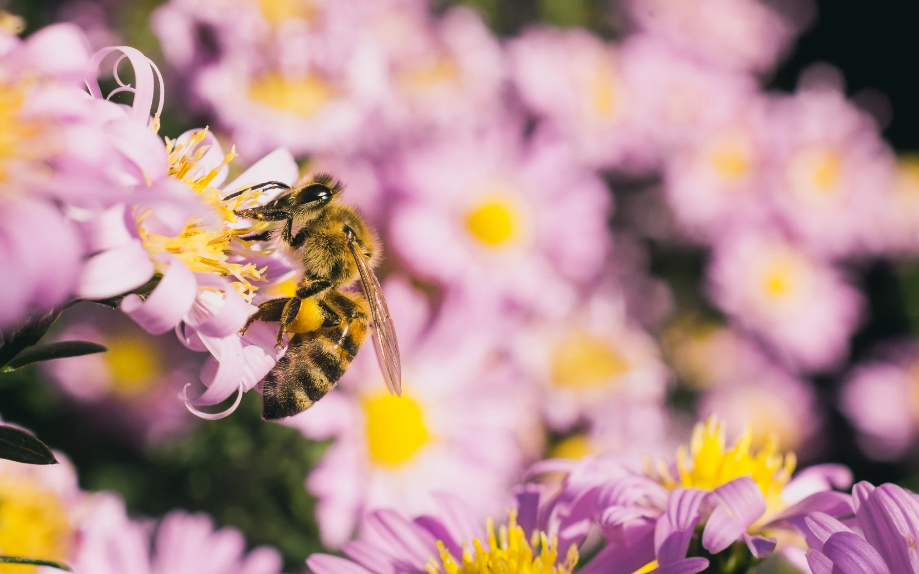 הדברת דבורים- מדביר הצפון